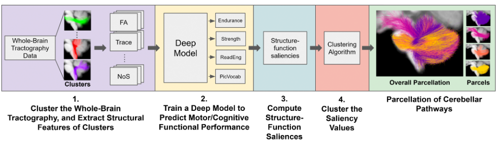 Deep Multimodal Saliency Parcellation of Cerebellar Pathways: Linking Microstructure and Individual Function Through Explainable Multitask Learning