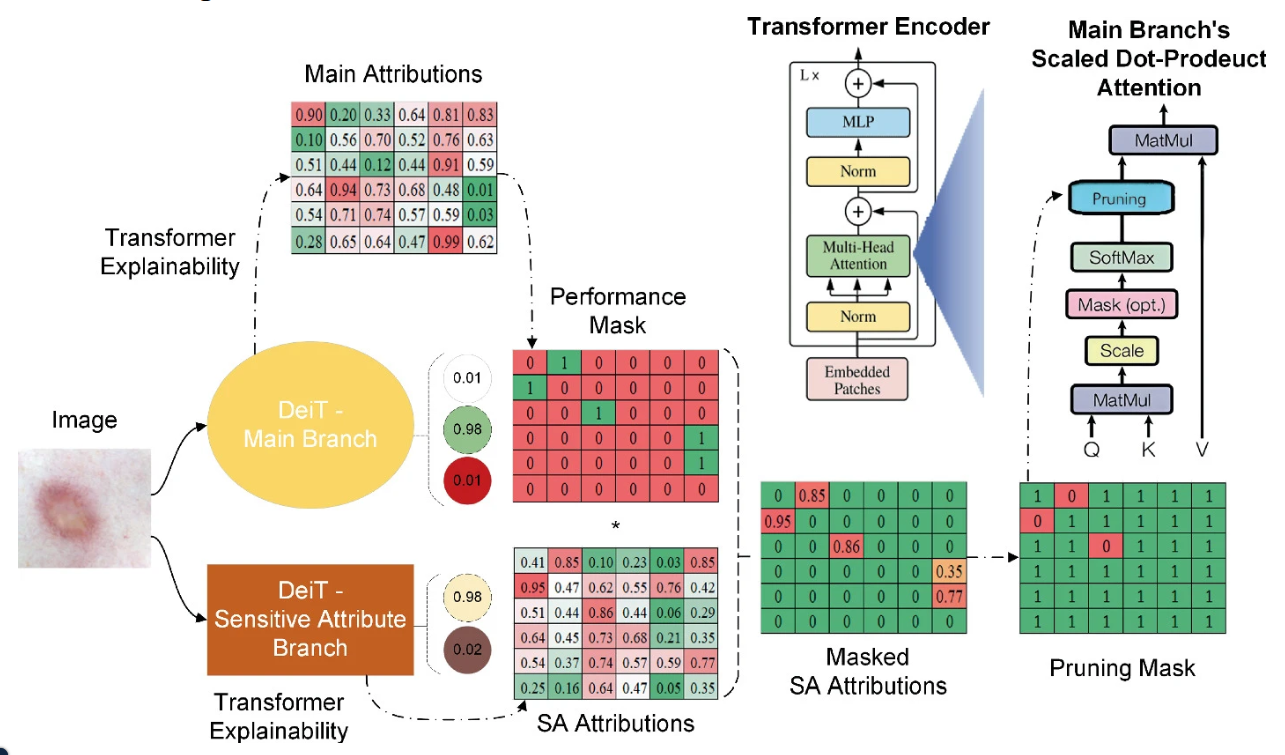 XTranPrune: eXplainability-Aware Transformer Pruning for Bias Mitigation in Dermatological Disease Classification